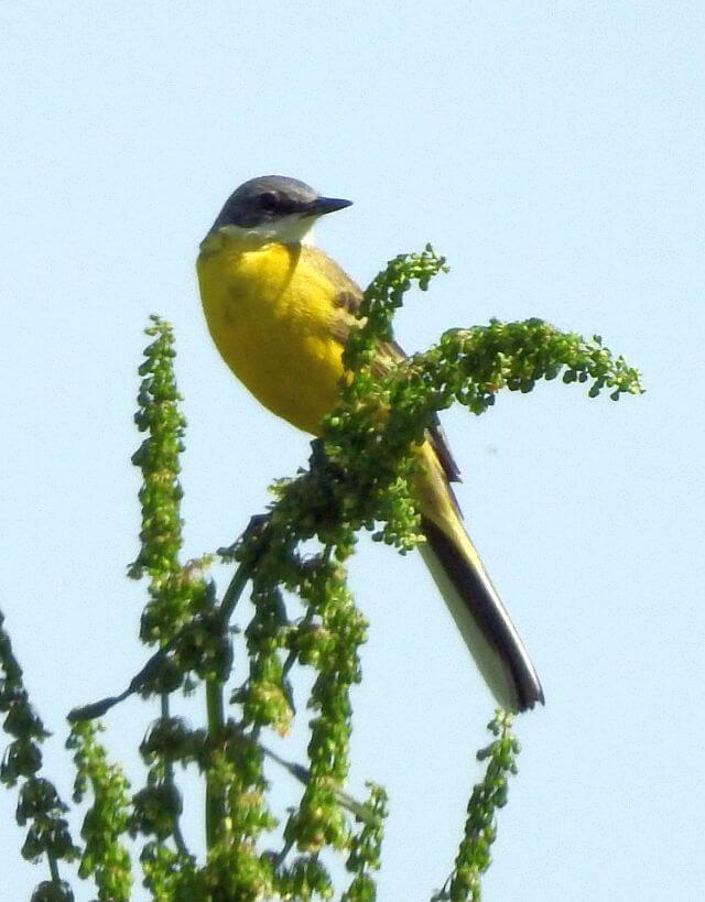 Cutrettola (Motacilla flava)