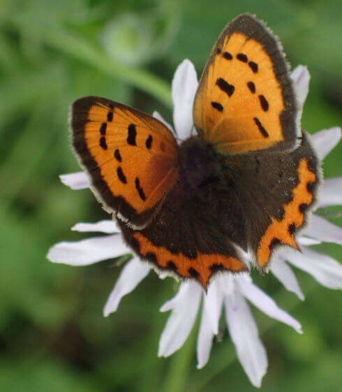 Argo bronzeo (Lycaena phlaeas)