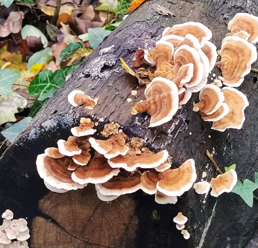 Ventaglino vellutato (Stereum subtomentosum)