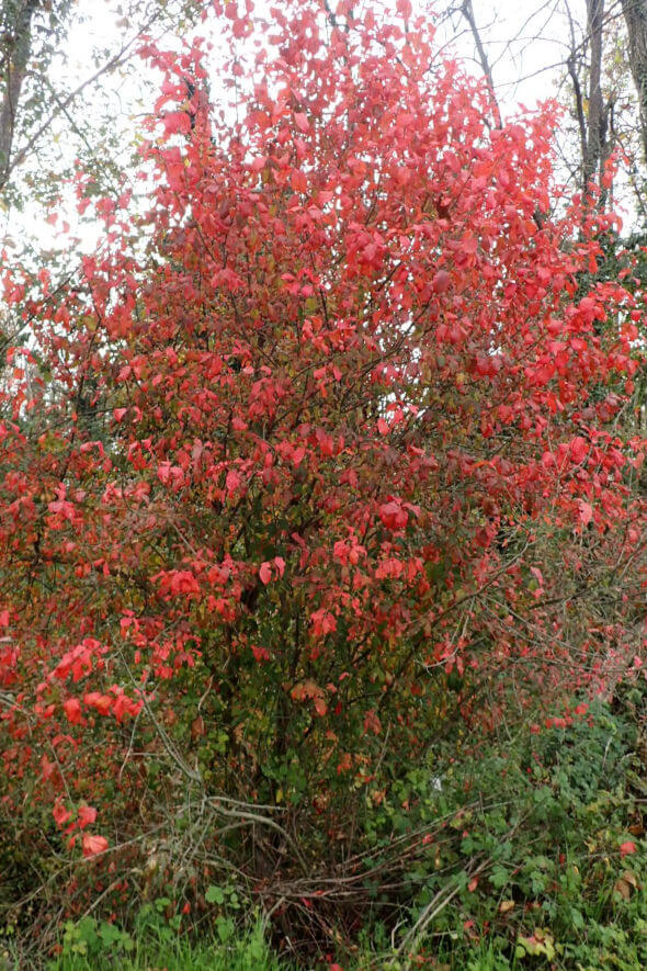 Nella foto: una fusaggine, che, come altri arbusti del bosco, sfoggia in questi giorni vivaci colori che ravvivano il grigiore autunnale