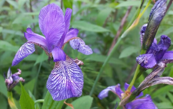 Giaggiolo siberiano (Limniris sibirica)