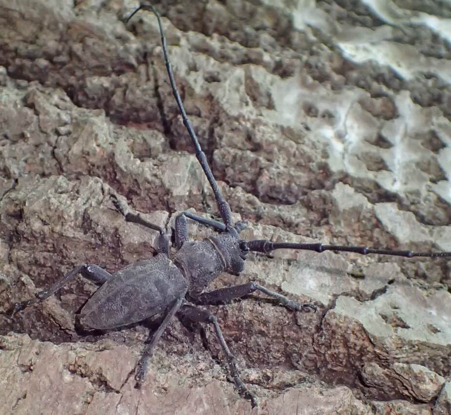Il grosso e non comune coleottero Morimus asper
