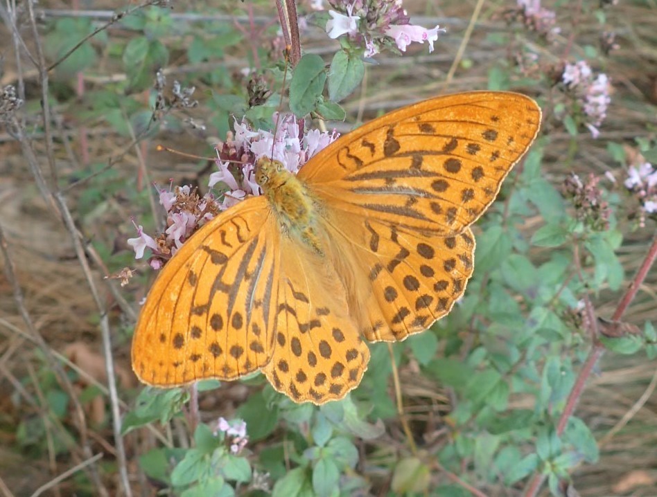 Una Pafia, vistosa farfalla di colore arancione