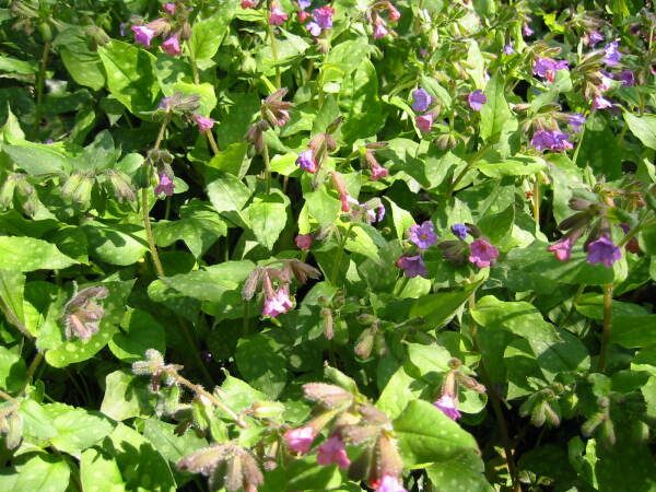 Nella foto: la polmonaria (Pulmonaria officinalis) rallegra il sottobosco con i suoi fiori di colori diversi