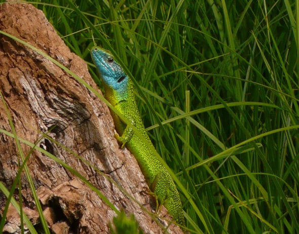 Un maschio di ramarro (Lacerta bilineata) si scalda al sole primeverile