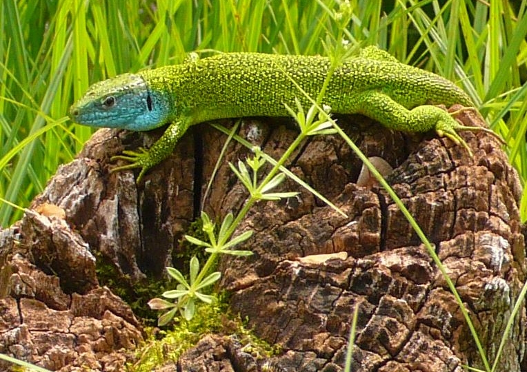 Foto di un ramarro occidentale (Lacerta bilineata)