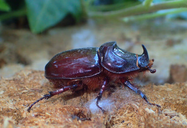 uno scarabeo rinoceronte (Oryctes nasicornis), grosso insetto che si può trovare nel Bosco in questo periodo