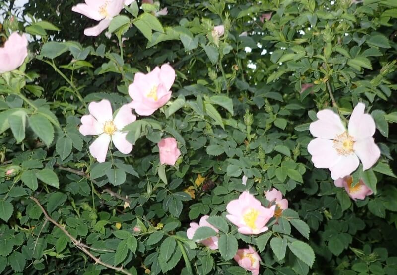 Nella foto: la fioritura di una una rosa selvatica (Rosa Canina), tipica di queesto periodo