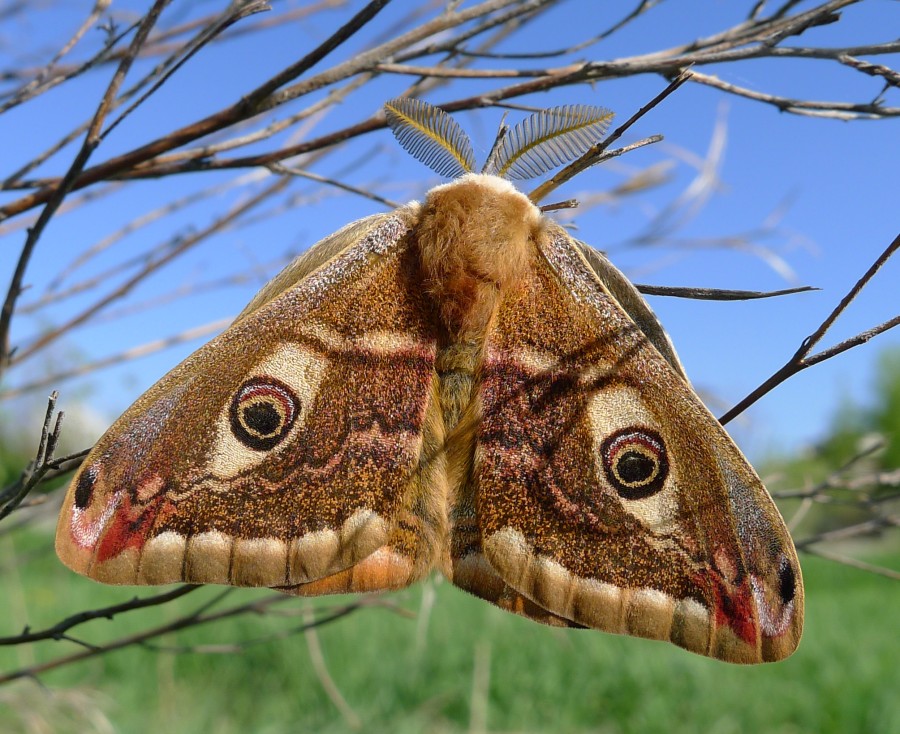 Foto di una Saturnia minore (Saturnia pavoniella)