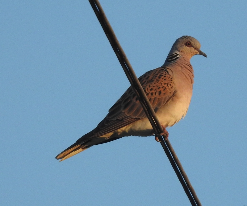  La timida tortora selvatica (Streptopelia turtur)