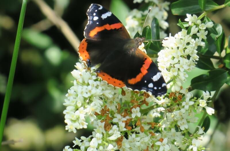 Una farfalla Atalanta (Vanessa atalanta)