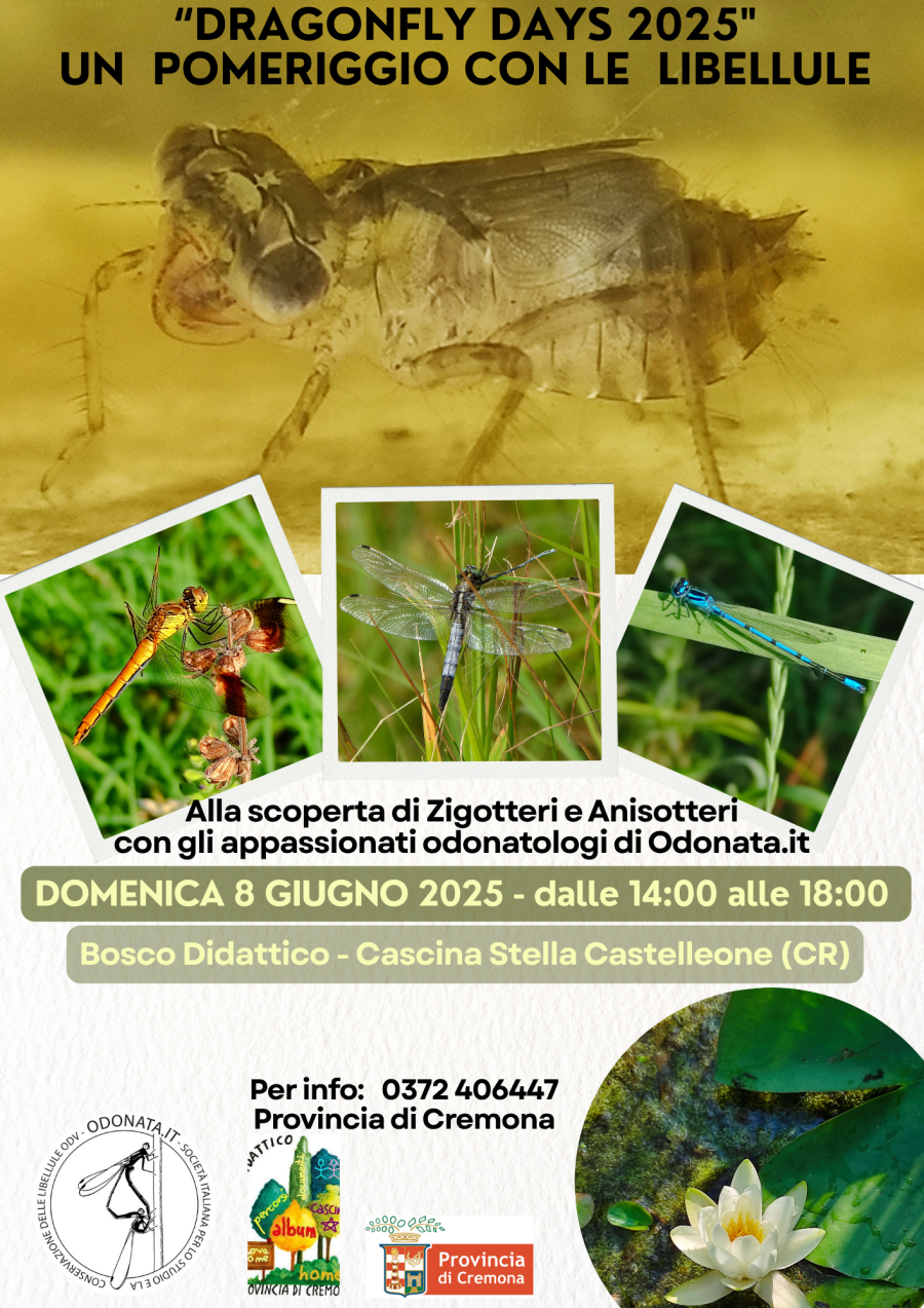 Volantino iniziative dell'8 giugno